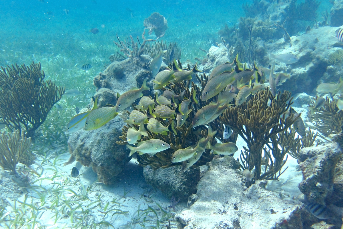 Tropical fish