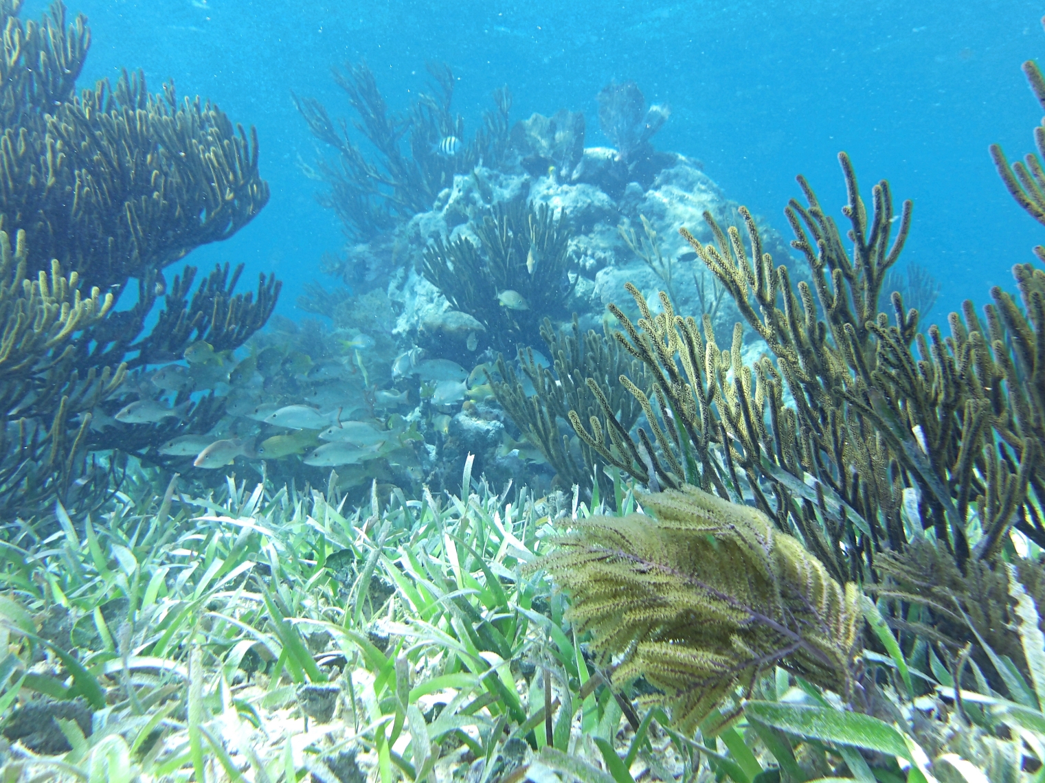 Reef fish