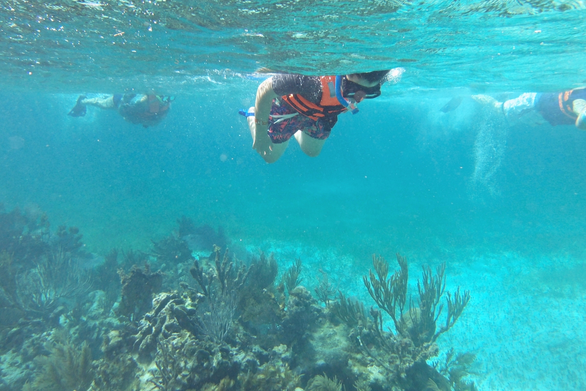 Tropical fish