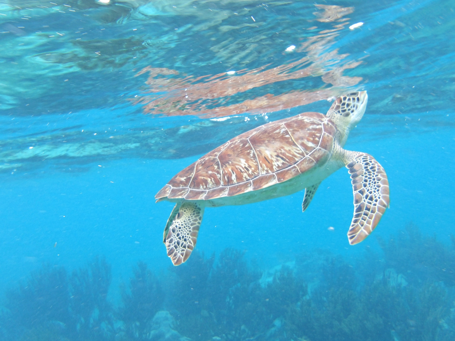 Sea turtle