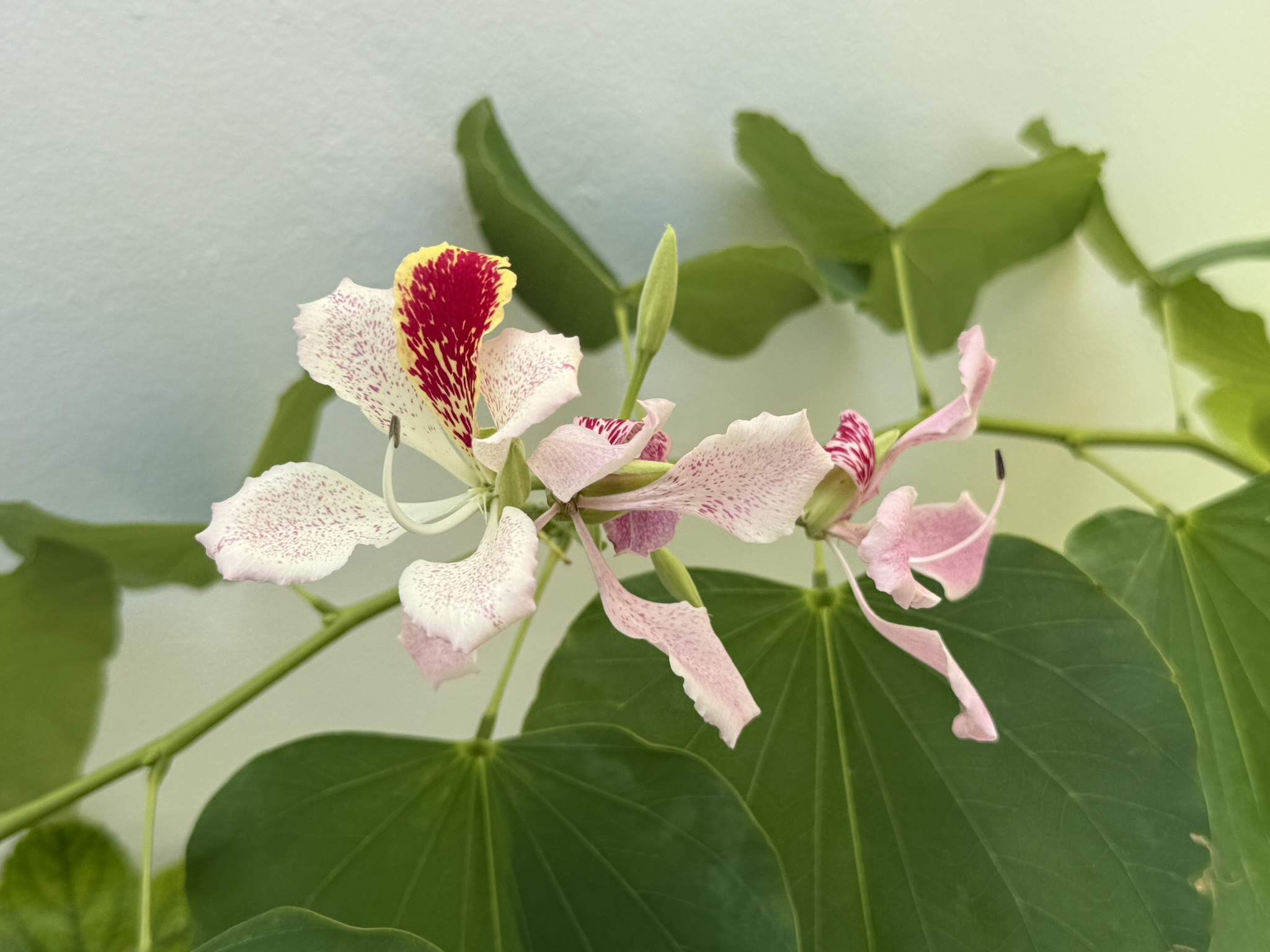 Tropical flowers at Villas Shanti